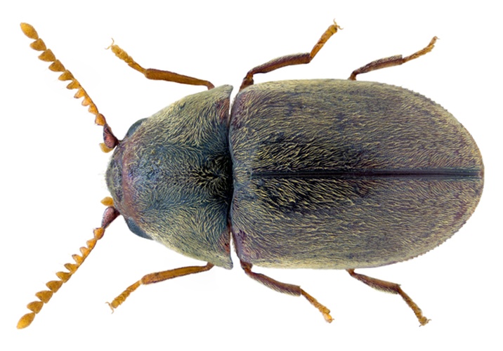 Mesocoelopus collaris &copy; <a rel="nofollow" class="external text" href="https://www.flickr.com/people/30703260@N08">Udo Schmidt</a> from Deutschland