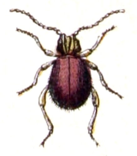 Mezium affine &copy; <bdi><a href="https://www.wikidata.org/wiki/Q18508143" class="extiw" title="d:Q18508143">Emil Hochdanz</a>
</bdi>