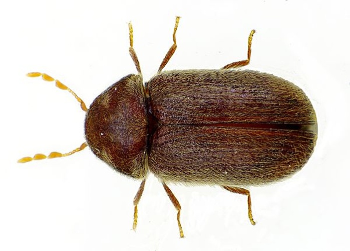 Drugstore beetle © <a href="//commons.wikimedia.org/wiki/User:Siga" title="User:Siga">Siga</a>