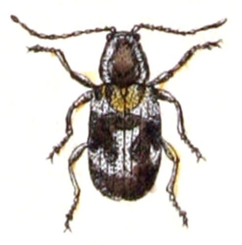 Ptinomorphus regalis &copy; <bdi><a href="https://www.wikidata.org/wiki/Q18508143" class="extiw" title="d:Q18508143">Emil Hochdanz</a>
</bdi>