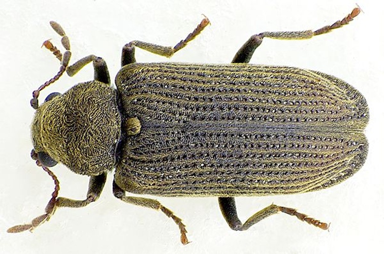 Grynobius planus &copy; <a href="//commons.wikimedia.org/wiki/User:Siga" title="User:Siga">Siga</a>