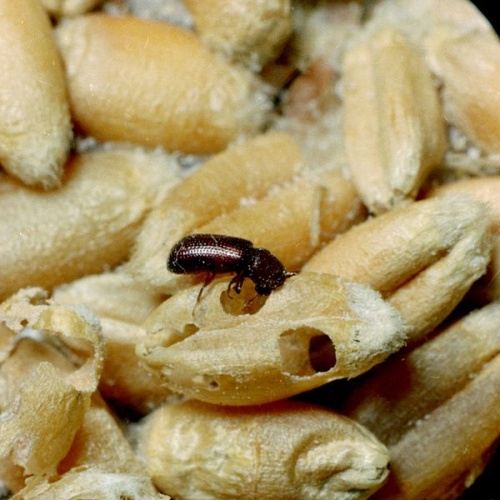 Rhyzopertha dominica &copy; <a rel="nofollow" class="external text" href="http://www.invasive.org/browse/autimages.cfm?aut=2641">Clemson University - USDA Cooperative Extension Slide Series</a>