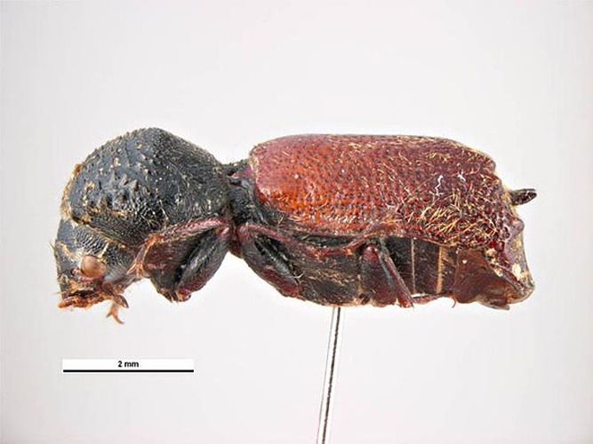 Sinoxylon perforans &copy; Simon Hinkley &amp; Ken Walker, Museum Victoria