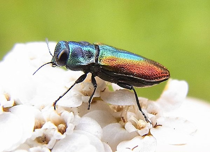 Anthaxia fulgurans © <a href="//commons.wikimedia.org/wiki/User:Siga" title="User:Siga">Siga</a>