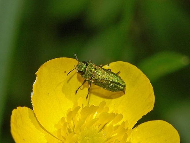 Anthaxia nitidula © <a href="//commons.wikimedia.org/wiki/User:Hectonichus" title="User:Hectonichus">Hectonichus</a>