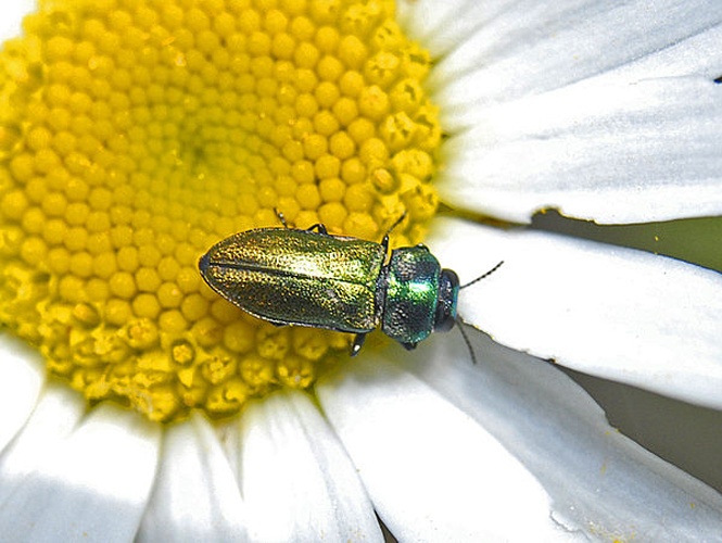 Anthaxia thalassophila © <a href="//commons.wikimedia.org/wiki/User:Hectonichus" title="User:Hectonichus">Hectonichus</a>