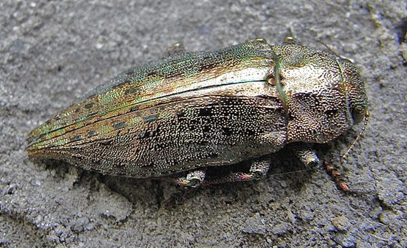 Dicerca berolinensis &copy; <a href="//commons.wikimedia.org/wiki/User:Siga" title="User:Siga">Siga</a>