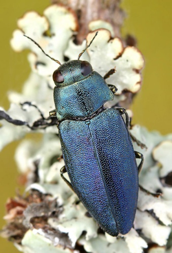 Phaenops cyanea © <a rel="nofollow" class="external text" href="https://www.flickr.com/people/38628972@N05">Lukas Jonaitis</a> from Vilnius, Lithuania