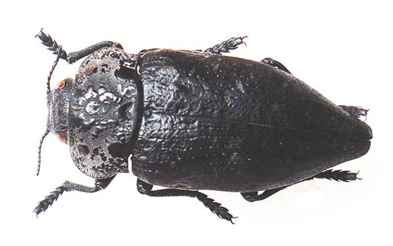 Capnodis tenebrionis © <a href="//commons.wikimedia.org/wiki/User:Siga" title="User:Siga">Siga</a>