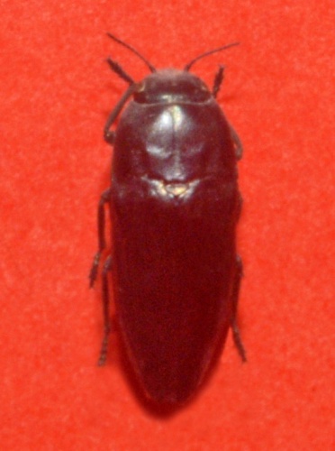 Sphenoptera rauca © <a href="//commons.wikimedia.org/wiki/User:Hectonichus" title="User:Hectonichus">Hectonichus</a>