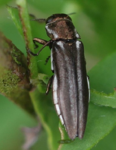Agrilus cinctus © <a href="//commons.wikimedia.org/w/index.php?title=User:Slimguy&amp;action=edit&amp;redlink=1" class="new" title="User:Slimguy (page does not exist)">Slimguy</a>