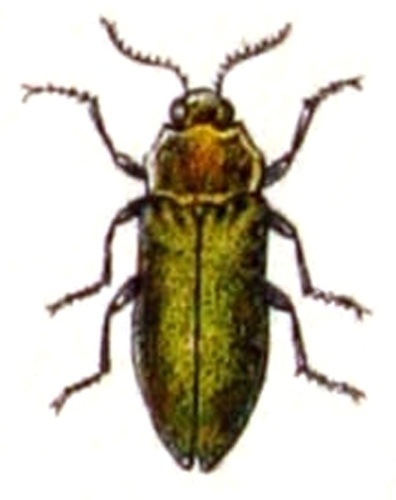 Agrilus hyperici © <bdi><a href="https://www.wikidata.org/wiki/Q18508143" class="extiw" title="d:Q18508143">Emil Hochdanz</a>
</bdi>