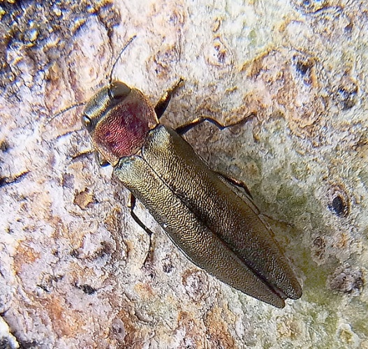 Agrilus pratensis © <a href="//commons.wikimedia.org/wiki/User:Siga" title="User:Siga">Siga</a>