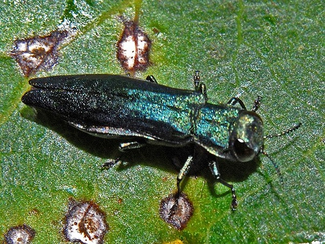 Agrilus suvorovi &copy; <a href="//commons.wikimedia.org/wiki/User:Hectonichus" title="User:Hectonichus">Hectonichus</a>