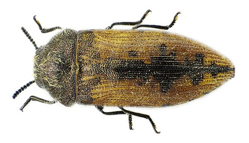 Acmaeodera pilosellae © <a href="//commons.wikimedia.org/wiki/User:Siga" title="User:Siga">Siga</a>