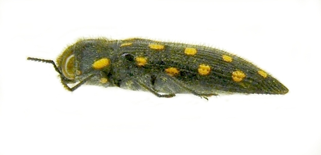 Acmaeodera degener © <a href="//commons.wikimedia.org/wiki/User:Siga" title="User:Siga">Siga</a>