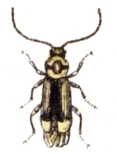 Malthinus biguttatus © <bdi><a href="https://www.wikidata.org/wiki/Q18508143" class="extiw" title="d:Q18508143">Emil Hochdanz</a>
</bdi>