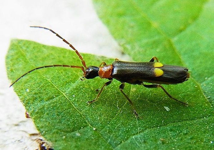 Malthodes minimus &copy; <a href="//commons.wikimedia.org/wiki/User:Siga" title="User:Siga">Siga</a>