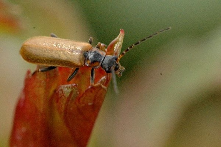 Rhagonycha nigriventris © James K. Lindsey