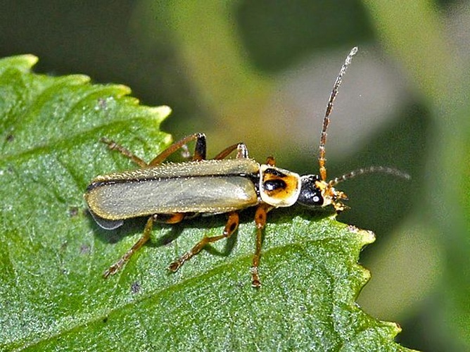 Metacantharis clypeata &copy; <a href="//commons.wikimedia.org/wiki/User:Hectonichus" title="User:Hectonichus">Hectonichus</a>