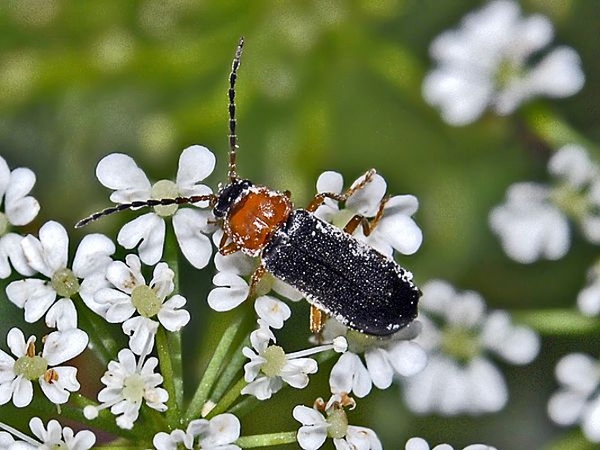 Cratosilis denticollis © <a href="//commons.wikimedia.org/wiki/User:Hectonichus" title="User:Hectonichus">Hectonichus</a>