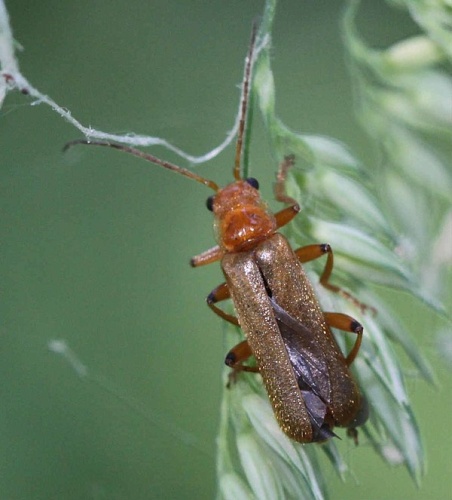 Cantharis cryptica © <a href="//commons.wikimedia.org/w/index.php?title=User:Slimguy&amp;action=edit&amp;redlink=1" class="new" title="User:Slimguy (page does not exist)">Slimguy</a>