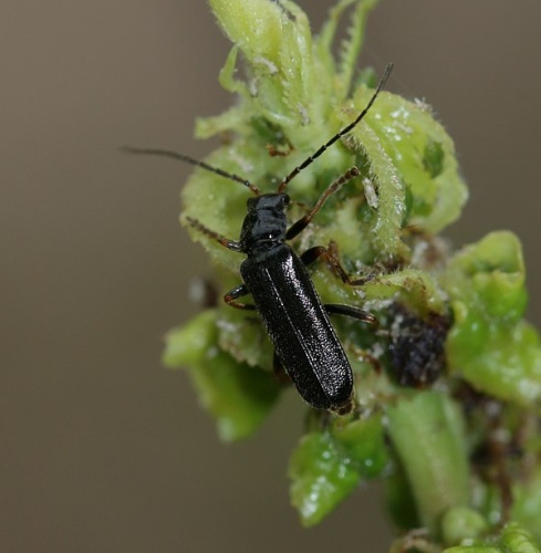 Cantharis nigra &copy; <a rel="nofollow" class="external text" href="https://www.flickr.com/people/35142635@N05">S. Rae</a> from Scotland, UK
