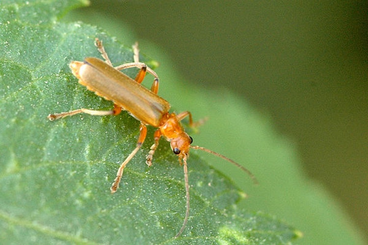 Cantharis pallida &copy; James K. Lindsey