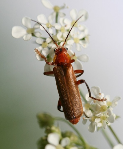 Cantharis rufa &copy; <a href="//commons.wikimedia.org/w/index.php?title=User:Sandy_Rae&amp;action=edit&amp;redlink=1" class="new" title="User:Sandy Rae (page does not exist)">Sandy Rae</a>