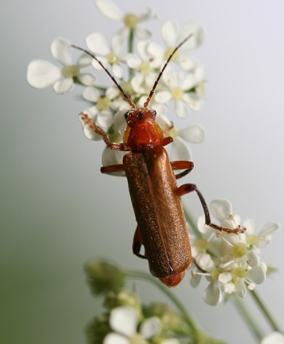 Cantharis rufa © <a href="//commons.wikimedia.org/w/index.php?title=User:Sandy_Rae&amp;action=edit&amp;redlink=1" class="new" title="User:Sandy Rae (page does not exist)">Sandy Rae</a>