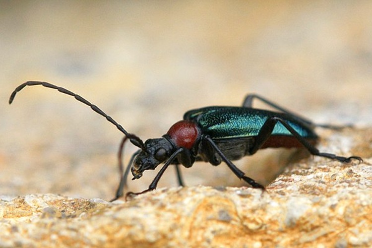 Ancistronycha abdominalis &copy; <a href="//commons.wikimedia.org/wiki/User:B%C3%B6hringer" title="User:Böhringer">Böhringer Friedrich</a>