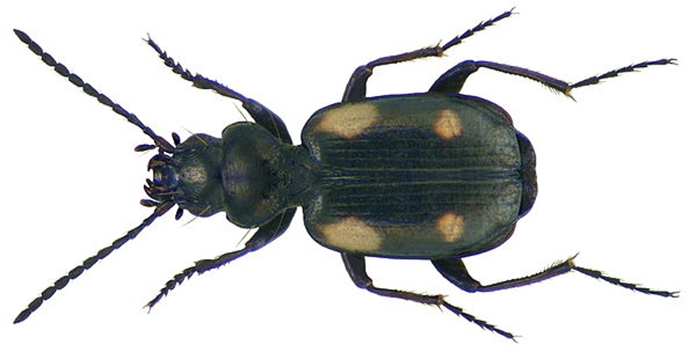 Lionychus quadrillum &copy; <a rel="nofollow" class="external text" href="https://www.flickr.com/people/30703260@N08">Udo Schmidt</a> from Deutschland