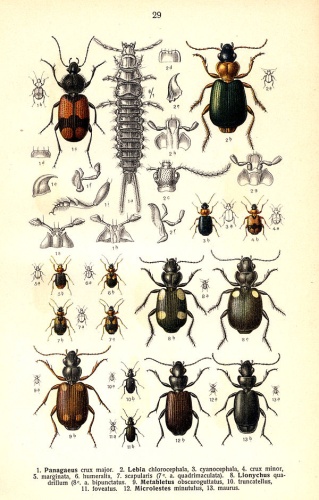 Syntomus obscuroguttatus &copy; <bdi><a href="https://en.wikipedia.org/wiki/en:Edmund_Reitter" class="extiw" title="w:en:Edmund Reitter">Edmund Reitter</a>
</bdi>