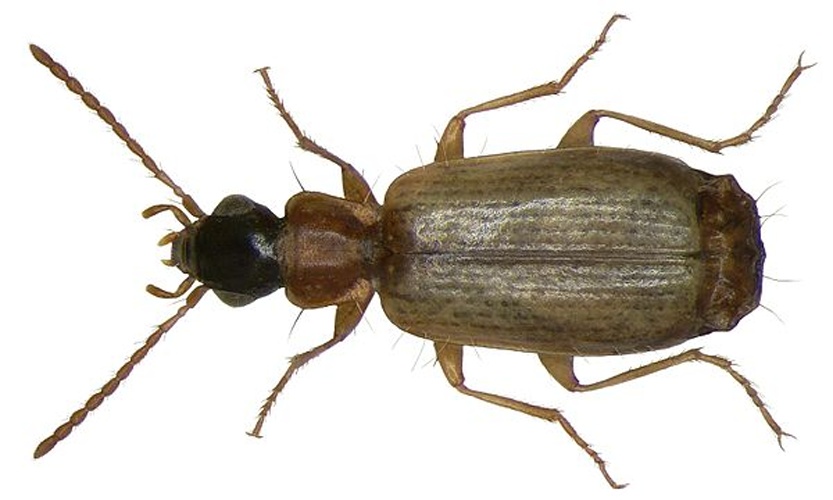 Philorhizus melanocephalus © <a rel="nofollow" class="external text" href="https://www.flickr.com/people/30703260@N08">Udo Schmidt</a> from Deutschland