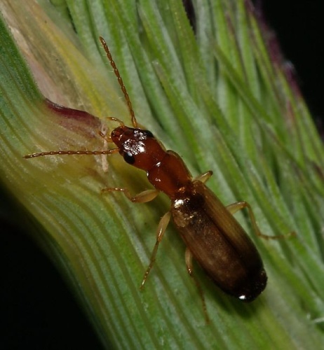 Paradromius linearis &copy; <a href="//commons.wikimedia.org/wiki/User:Sarefo" title="User:Sarefo">Sarefo</a>