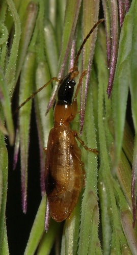 Demetrias monostigma &copy; <a href="//commons.wikimedia.org/wiki/User:Sarefo" title="User:Sarefo">Sarefo</a>