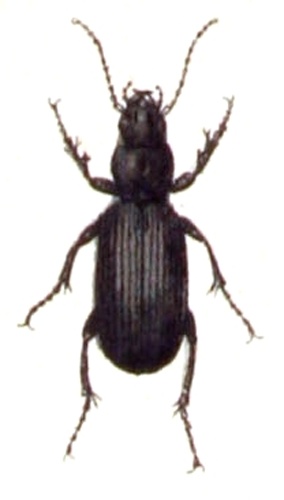 Laemostenus terricola &copy; <bdi><a href="https://www.wikidata.org/wiki/Q18508143" class="extiw" title="d:Q18508143">Emil Hochdanz</a>
</bdi>