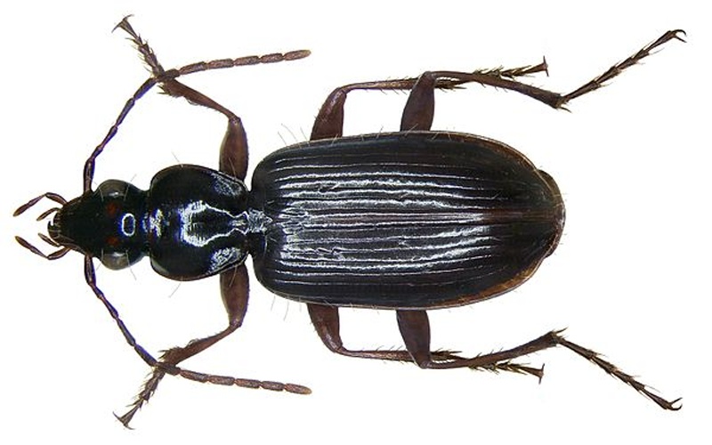 Platynus livens &copy; <a rel="nofollow" class="external text" href="https://www.flickr.com/people/30703260@N08">Udo Schmidt</a> from Deutschland