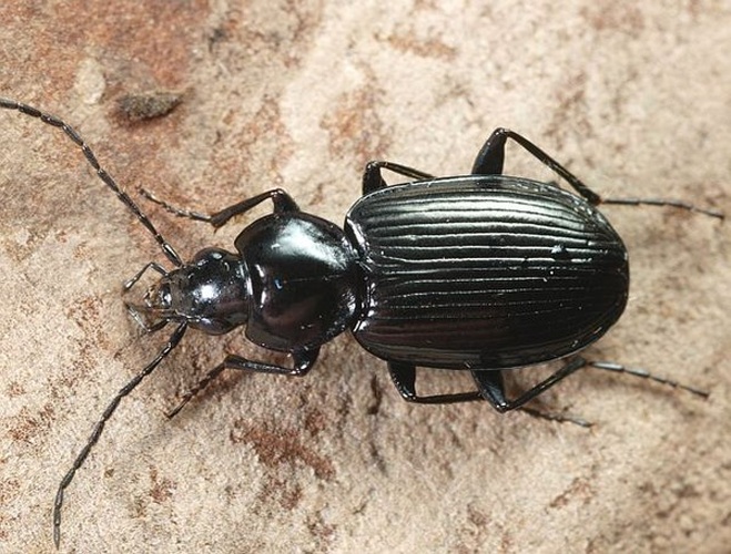 Agonum afrum © <table style="width:100%; border:1px solid #aaa; background:#efd; text-align:center"><tbody><tr>
<td>
<a href="//commons.wikimedia.org/wiki/File:Aspitates_ochrearia.jpg" class="image"><img alt="Aspitates ochrearia.jpg" src="https://upload.wikimedia.org/wikipedia/commons/thumb/b/bc/Aspitates_ochrearia.jpg/55px-Aspitates_ochrearia.jpg" decoding="async" width="55" height="41" srcset="https://upload.wikimedia.org/wikipedia/commons/thumb/b/bc/Aspitates_ochrearia.jpg/83px-Aspitates_ochrearia.jpg 1.5x, https://upload.wikimedia.org/wikipedia/commons/thumb/b/bc/Aspitates_ochrearia.jpg/110px-Aspitates_ochrearia.jpg 2x" data-file-width="800" data-file-height="600"></a>
</td>
<td>This image is created by user <a rel="nofollow" class="external text" href="http://waarneming.nl/user/photos/5009">Wim Rubers</a> at <a rel="nofollow" class="external text" href="http://waarneming.nl/">waarneming.nl</a>, a source of nature observations in the Netherlands.
</td>
</tr></tbody></table>