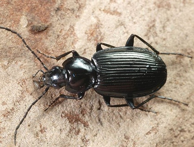 Agonum afrum &copy; <table style="width:100%; border:1px solid #aaa; background:#efd; text-align:center"><tbody><tr>
<td>
<a href="//commons.wikimedia.org/wiki/File:Aspitates_ochrearia.jpg" class="image"><img alt="Aspitates ochrearia.jpg" src="https://upload.wikimedia.org/wikipedia/commons/thumb/b/bc/Aspitates_ochrearia.jpg/55px-Aspitates_ochrearia.jpg" decoding="async" width="55" height="41" srcset="https://upload.wikimedia.org/wikipedia/commons/thumb/b/bc/Aspitates_ochrearia.jpg/83px-Aspitates_ochrearia.jpg 1.5x, https://upload.wikimedia.org/wikipedia/commons/thumb/b/bc/Aspitates_ochrearia.jpg/110px-Aspitates_ochrearia.jpg 2x" data-file-width="800" data-file-height="600"></a>
</td>
<td>This image is created by user <a rel="nofollow" class="external text" href="http://waarneming.nl/user/photos/5009">Wim Rubers</a> at <a rel="nofollow" class="external text" href="http://waarneming.nl/">waarneming.nl</a>, a source of nature observations in the Netherlands.
</td>
</tr></tbody></table>