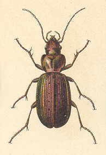 Agonum ericeti © <bdi><a href="https://en.wikipedia.org/wiki/en:Edmund_Reitter" class="extiw" title="w:en:Edmund Reitter">Edmund Reitter</a>
</bdi>