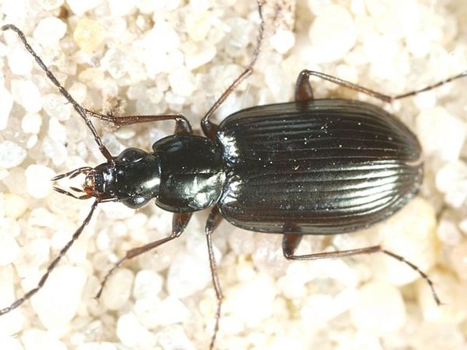 Agonum fuliginosum © <table style="width:100%; border:1px solid #aaa; background:#efd; text-align:center"><tbody><tr>
<td>
<a href="//commons.wikimedia.org/wiki/File:Aspitates_ochrearia.jpg" class="image"><img alt="Aspitates ochrearia.jpg" src="https://upload.wikimedia.org/wikipedia/commons/thumb/b/bc/Aspitates_ochrearia.jpg/55px-Aspitates_ochrearia.jpg" decoding="async" width="55" height="41" srcset="https://upload.wikimedia.org/wikipedia/commons/thumb/b/bc/Aspitates_ochrearia.jpg/83px-Aspitates_ochrearia.jpg 1.5x, https://upload.wikimedia.org/wikipedia/commons/thumb/b/bc/Aspitates_ochrearia.jpg/110px-Aspitates_ochrearia.jpg 2x" data-file-width="800" data-file-height="600"></a>
</td>
<td>This image is created by user <a rel="nofollow" class="external text" href="http://waarneming.nl/user/photos/5009">Wim Rubers</a> at <a rel="nofollow" class="external text" href="http://waarneming.nl/">waarneming.nl</a>, a source of nature observations in the Netherlands.
</td>
</tr></tbody></table>