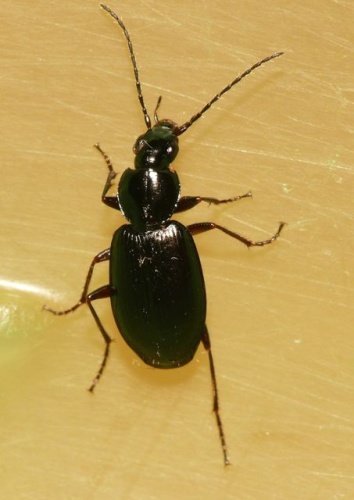 Agonum gracile © <table style="width:100%; border:1px solid #aaa; background:#efd; text-align:center"><tbody><tr>
<td>
<a href="//commons.wikimedia.org/wiki/File:Aspitates_ochrearia.jpg" class="image"><img alt="Aspitates ochrearia.jpg" src="https://upload.wikimedia.org/wikipedia/commons/thumb/b/bc/Aspitates_ochrearia.jpg/55px-Aspitates_ochrearia.jpg" decoding="async" width="55" height="41" srcset="https://upload.wikimedia.org/wikipedia/commons/thumb/b/bc/Aspitates_ochrearia.jpg/83px-Aspitates_ochrearia.jpg 1.5x, https://upload.wikimedia.org/wikipedia/commons/thumb/b/bc/Aspitates_ochrearia.jpg/110px-Aspitates_ochrearia.jpg 2x" data-file-width="800" data-file-height="600"></a>
</td>
<td>This image is created by user <a rel="nofollow" class="external text" href="http://waarneming.nl/user/photos/19474">Dick Belgers</a> at <a rel="nofollow" class="external text" href="http://waarneming.nl/">waarneming.nl</a>, a source of nature observations in the Netherlands.
</td>
</tr></tbody></table>