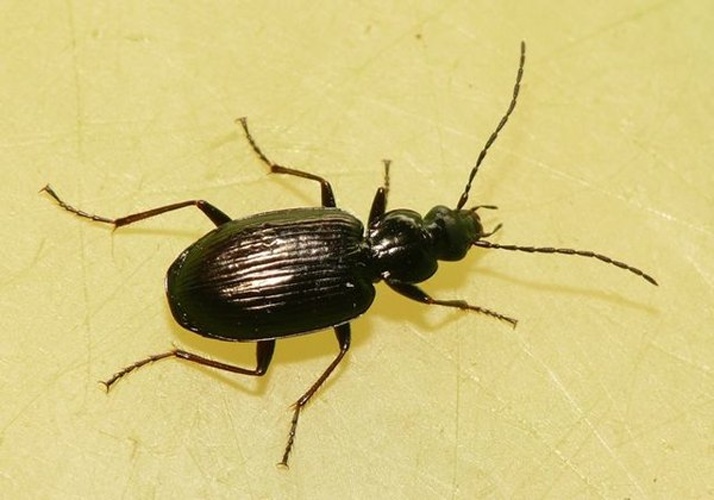 Agonum micans © <table style="width:100%; border:1px solid #aaa; background:#efd; text-align:center"><tbody><tr>
<td>
<a href="//commons.wikimedia.org/wiki/File:Aspitates_ochrearia.jpg" class="image"><img alt="Aspitates ochrearia.jpg" src="https://upload.wikimedia.org/wikipedia/commons/thumb/b/bc/Aspitates_ochrearia.jpg/55px-Aspitates_ochrearia.jpg" decoding="async" width="55" height="41" srcset="https://upload.wikimedia.org/wikipedia/commons/thumb/b/bc/Aspitates_ochrearia.jpg/83px-Aspitates_ochrearia.jpg 1.5x, https://upload.wikimedia.org/wikipedia/commons/thumb/b/bc/Aspitates_ochrearia.jpg/110px-Aspitates_ochrearia.jpg 2x" data-file-width="800" data-file-height="600"></a>
</td>
<td>This image is created by user <a rel="nofollow" class="external text" href="http://waarneming.nl/user/photos/19474">Dick Belgers</a> at <a rel="nofollow" class="external text" href="http://waarneming.nl/">waarneming.nl</a>, a source of nature observations in the Netherlands.
</td>
</tr></tbody></table>