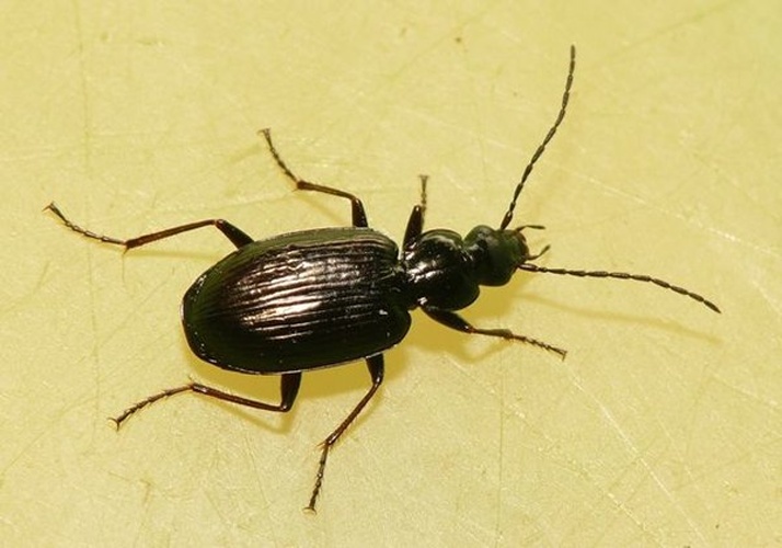Agonum micans &copy; <table style="width:100%; border:1px solid #aaa; background:#efd; text-align:center"><tbody><tr>
<td>
<a href="//commons.wikimedia.org/wiki/File:Aspitates_ochrearia.jpg" class="image"><img alt="Aspitates ochrearia.jpg" src="https://upload.wikimedia.org/wikipedia/commons/thumb/b/bc/Aspitates_ochrearia.jpg/55px-Aspitates_ochrearia.jpg" decoding="async" width="55" height="41" srcset="https://upload.wikimedia.org/wikipedia/commons/thumb/b/bc/Aspitates_ochrearia.jpg/83px-Aspitates_ochrearia.jpg 1.5x, https://upload.wikimedia.org/wikipedia/commons/thumb/b/bc/Aspitates_ochrearia.jpg/110px-Aspitates_ochrearia.jpg 2x" data-file-width="800" data-file-height="600"></a>
</td>
<td>This image is created by user <a rel="nofollow" class="external text" href="http://waarneming.nl/user/photos/19474">Dick Belgers</a> at <a rel="nofollow" class="external text" href="http://waarneming.nl/">waarneming.nl</a>, a source of nature observations in the Netherlands.
</td>
</tr></tbody></table>