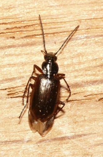 Agonum piceum © <table style="width:100%; border:1px solid #aaa; background:#efd; text-align:center"><tbody><tr>
<td>
<a href="//commons.wikimedia.org/wiki/File:Aspitates_ochrearia.jpg" class="image"><img alt="Aspitates ochrearia.jpg" src="https://upload.wikimedia.org/wikipedia/commons/thumb/b/bc/Aspitates_ochrearia.jpg/55px-Aspitates_ochrearia.jpg" decoding="async" width="55" height="41" srcset="https://upload.wikimedia.org/wikipedia/commons/thumb/b/bc/Aspitates_ochrearia.jpg/83px-Aspitates_ochrearia.jpg 1.5x, https://upload.wikimedia.org/wikipedia/commons/thumb/b/bc/Aspitates_ochrearia.jpg/110px-Aspitates_ochrearia.jpg 2x" data-file-width="800" data-file-height="600"></a>
</td>
<td>This image is created by user <a rel="nofollow" class="external text" href="http://waarneming.nl/user/photos/19474">Dick Belgers</a> at <a rel="nofollow" class="external text" href="http://waarneming.nl/">waarneming.nl</a>, a source of nature observations in the Netherlands.
</td>
</tr></tbody></table>