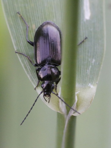 Agonum scitulum &copy; <a rel="nofollow" class="external text" href="https://www.flickr.com/people/51216897@N07">gbohne</a> from Berlin, Germany