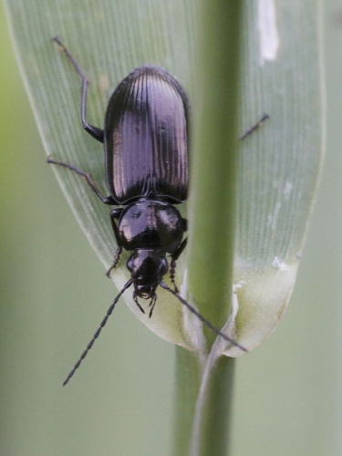 Agonum scitulum © <a rel="nofollow" class="external text" href="https://www.flickr.com/people/51216897@N07">gbohne</a> from Berlin, Germany