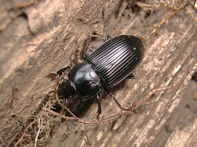 Anisodactylus signatus &copy; PD files