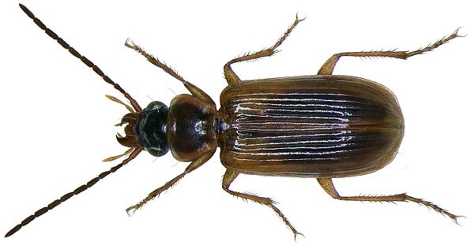 Anthracus consputus &copy; <a rel="nofollow" class="external text" href="https://www.flickr.com/people/30703260@N08">Udo Schmidt</a> from Deutschland